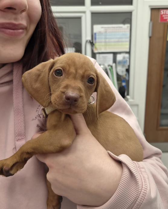 📣 Calling all breeders!
Give your litters the best start in life with our exclusive Breeder Bundle 🐾✨
Our package includes core vaccinations, microchipping, and essential health care to keep your puppies or kittens protected and thriving from day one just like these baby’s!
For more info please visit our website @vet.co.uk !!!!