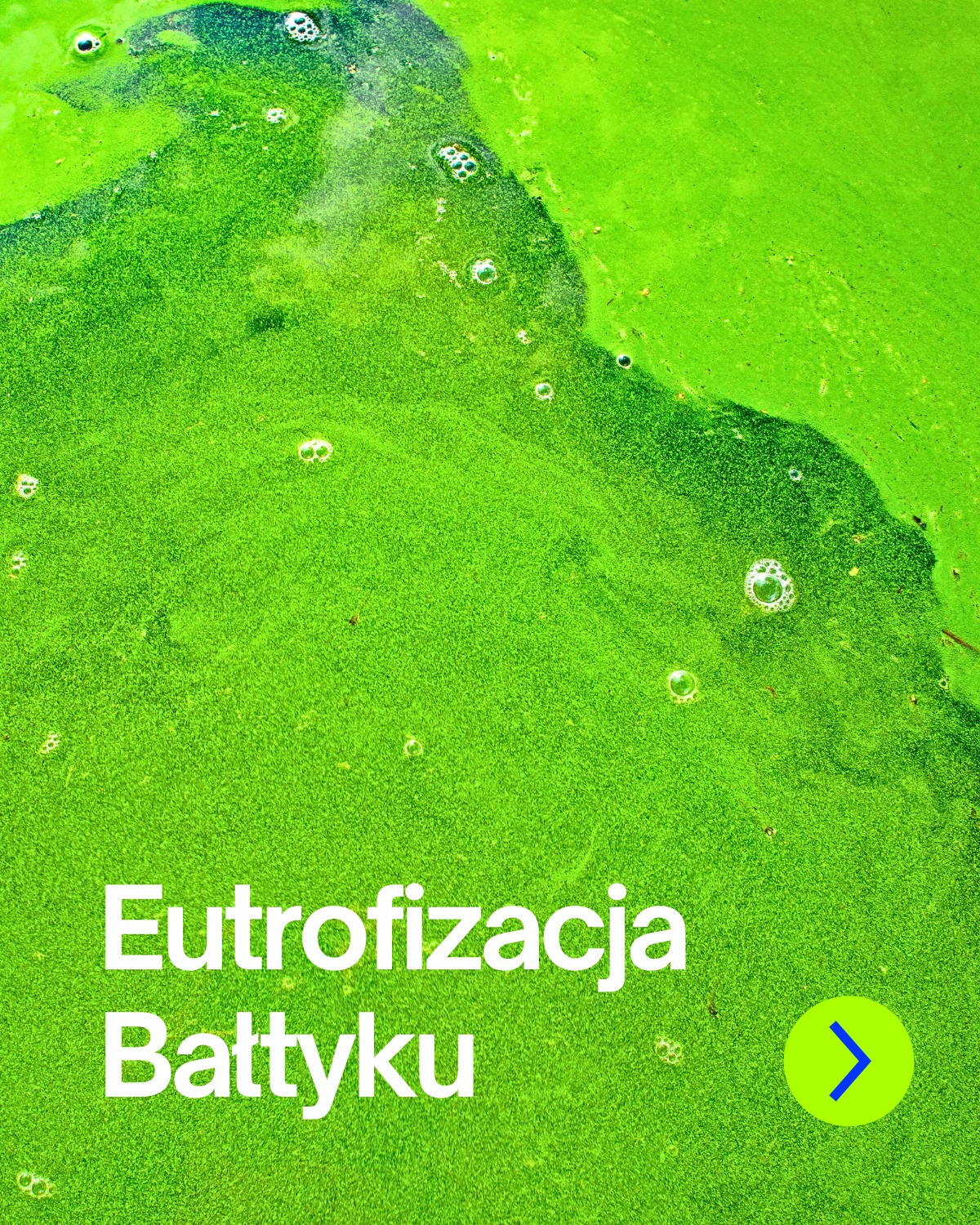 Czym jest Eutrofizacja i dlaczego jest dużym problemem Morza Bałtyckiego? Zakwity sinic to tylko najbardziej widoczne skutki procesu, który…