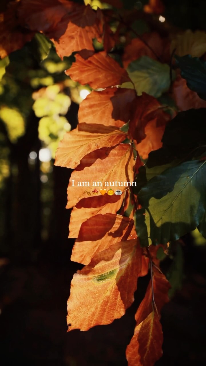 I am an autumn 🍂🍂🍂🌅 #nature #travelmemories #fallseason #halloween I am an autumn 🍂🍂🍂🌅 #nature #travelmemories #fallseason #halloween