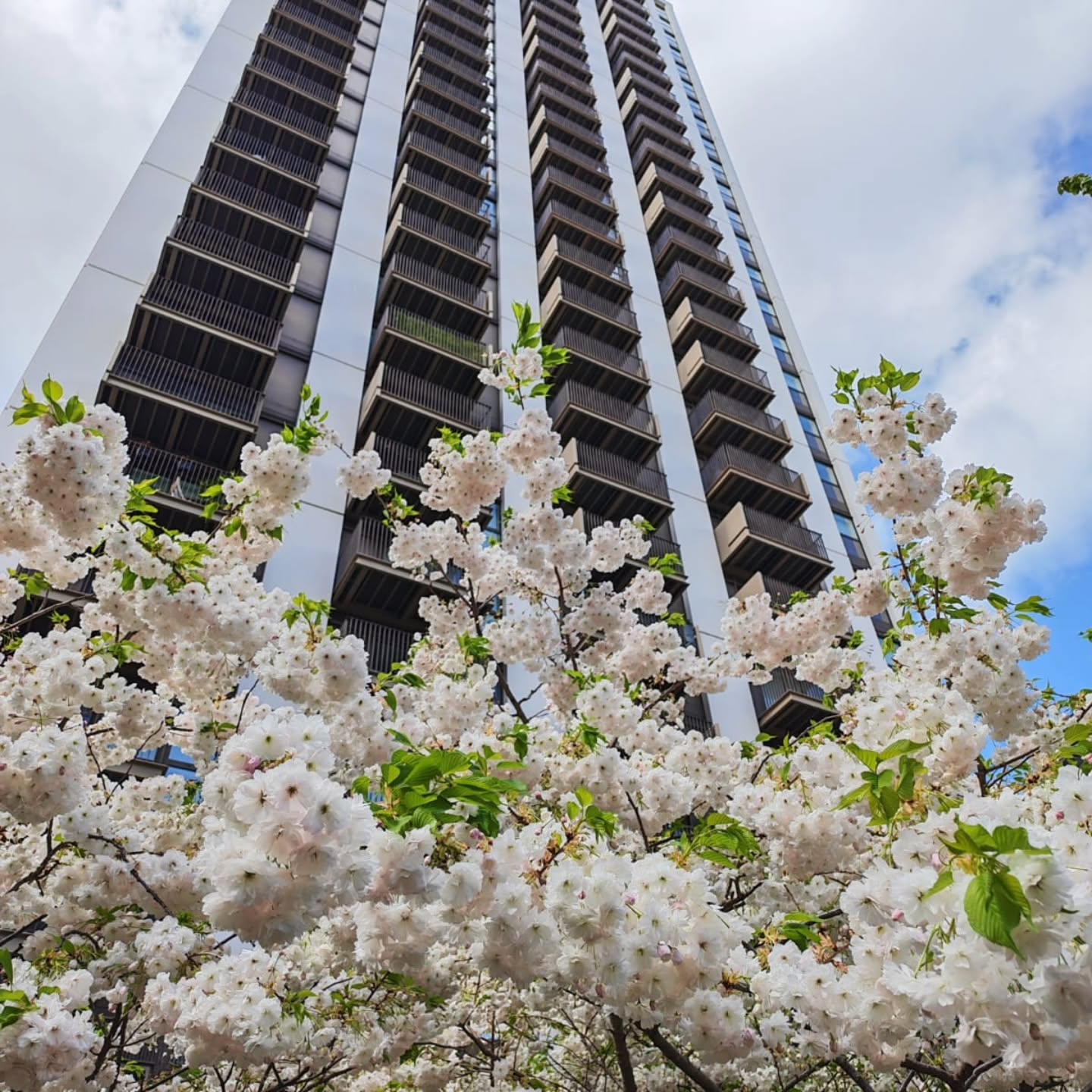 Spring has officially sprung, and the Isle of Dogs is blooming! 🌸✨
There’s nothing quite like seeing our beautiful East London neighborhood come alive with cherry blossoms. The brighter days and warmer weather mean longer, happier walks for our furry friends—and we love seeing them out and about enjoying the sunshine.
While the flowers are gorgeous, remember that some spring plants and bulbs can be toxic to pets. Always keep a close eye on what your curious companions are sniffing out during their walks! 🌷🐶
Have you snapped any lovely photos of your pets enjoying the spring blooms around Poplar or the Isle of Dogs?
🌐 www.vet.co.uk
#IsleOfDogs #PoplarVets #EastLondonSpring #LondonBlossoms #SpringInLondon