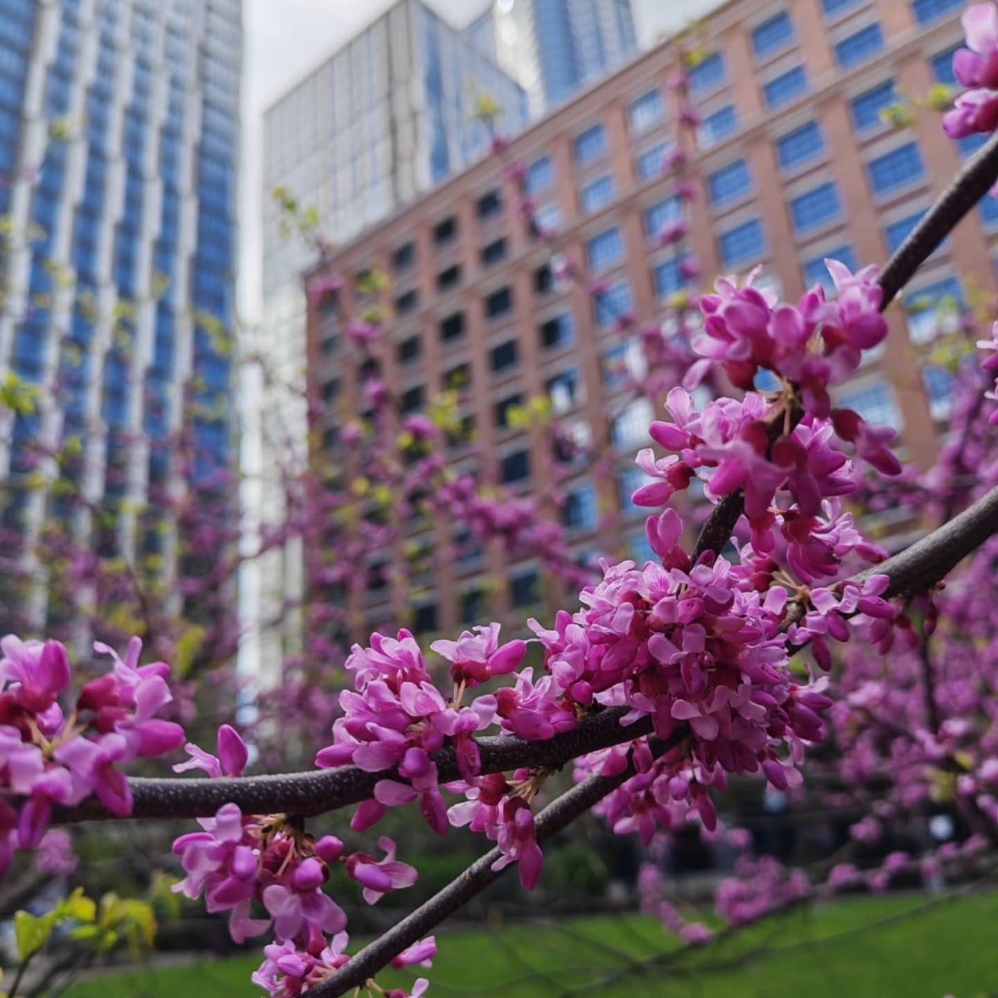 Spring has officially sprung, and the Isle of Dogs is blooming! 🌸✨
There’s nothing quite like seeing our beautiful East London neighborhood come alive with cherry blossoms. The brighter days and warmer weather mean longer, happier walks for our furry friends—and we love seeing them out and about enjoying the sunshine.
While the flowers are gorgeous, remember that some spring plants and bulbs can be toxic to pets. Always keep a close eye on what your curious companions are sniffing out during their walks! 🌷🐶
Have you snapped any lovely photos of your pets enjoying the spring blooms around Poplar or the Isle of Dogs?
🌐 www.vet.co.uk
#IsleOfDogs #PoplarVets #EastLondonSpring #LondonBlossoms #SpringInLondon